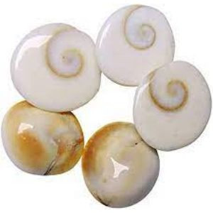 Gomti Chakra (11 Pc)