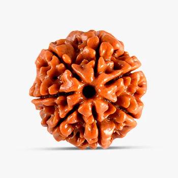 7 Mukhi Rudraksha - Embrace Opportunities