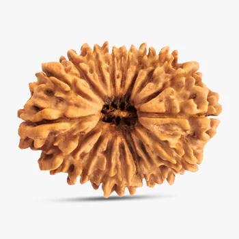 21 Mukhi Rudraksha - Helps in Self-Confidence