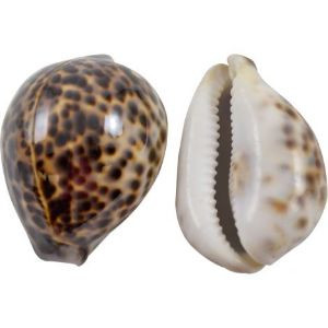 Kaudi (2Pc)