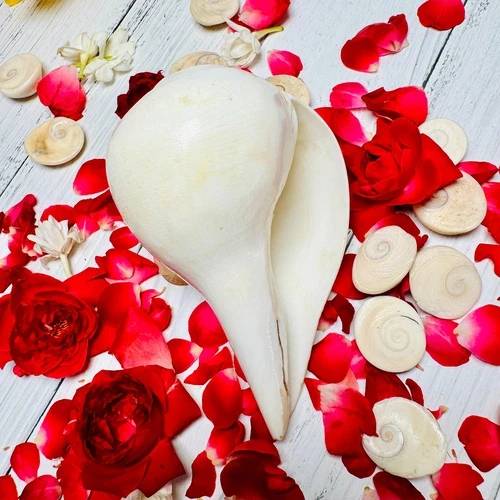 Shankh (Conch Shell, 150g)