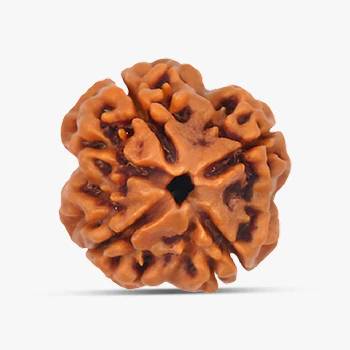 4 Mukhi Rudraksha - Wisdom & Knowledge