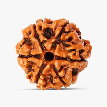 6 Mukhi Rudraksha - Awaken Your Energies.