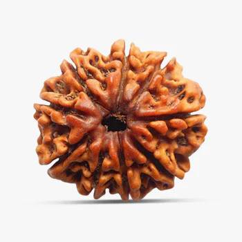 9 Mukhi Rudraksha - Power, Energy and Good Fortune!