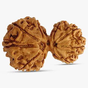 Garbh Gauri Rudraksha