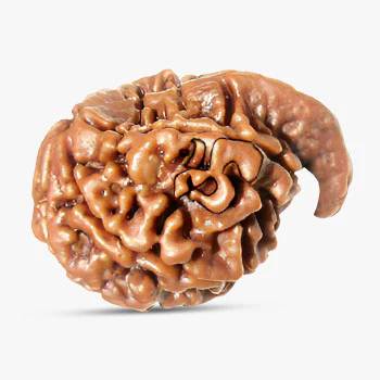 Ganesha Rudraksha - Powerful & Wisdom