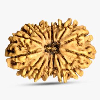 19 Mukhi Rudraksha - Health, Wealth & Prosperity