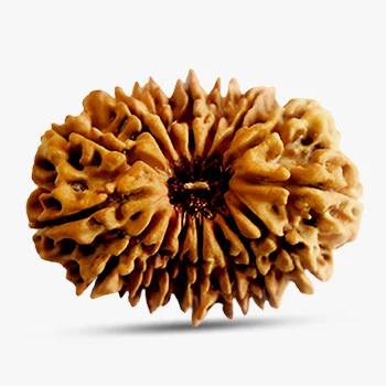 16 Mukhi Rudraksha - Protect from Problems