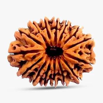 15 Mukhi Rudraksha - Improves Relationship
