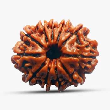 11 Mukhi Rudraksha - Invite Wisdom, Strength and Success!
