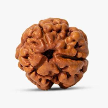 3 Mukhi Rudraksha – Trinity Of Gods!