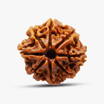 8 Mukhi Rudraksha - Embrace Opportunities