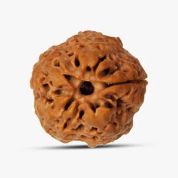 Round 1 Mukhi Nepali Rudraksha - Invite Peace